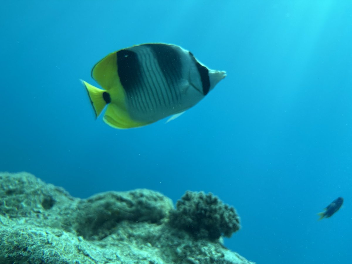 おッぱい好き tweet media