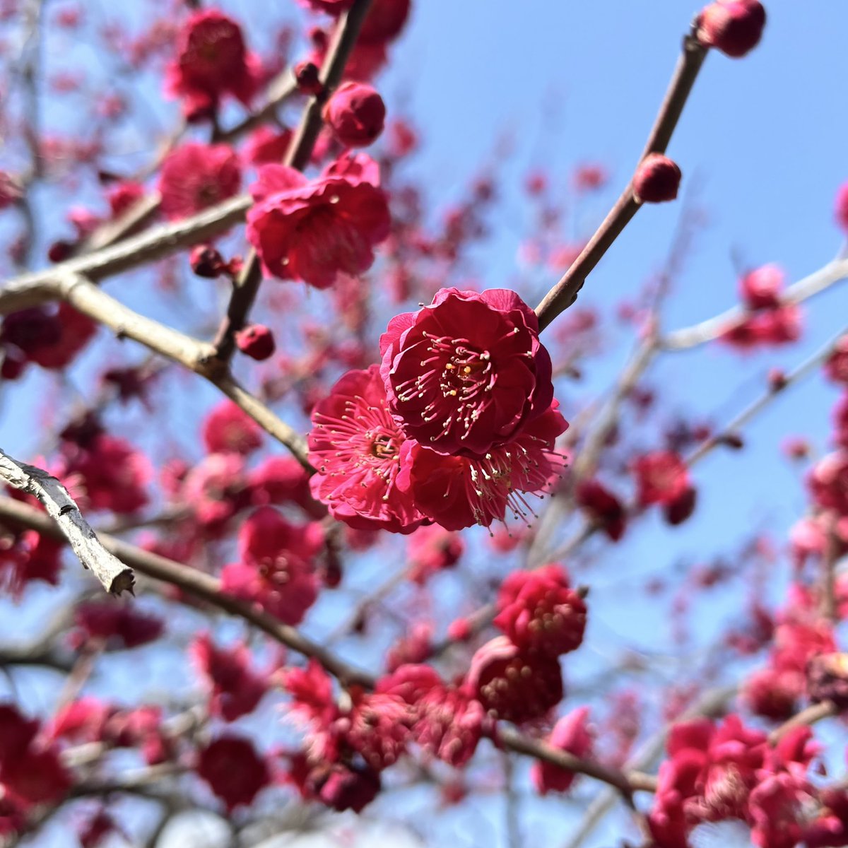 蘭丸1号機 (@shinsakan) / Posts / X