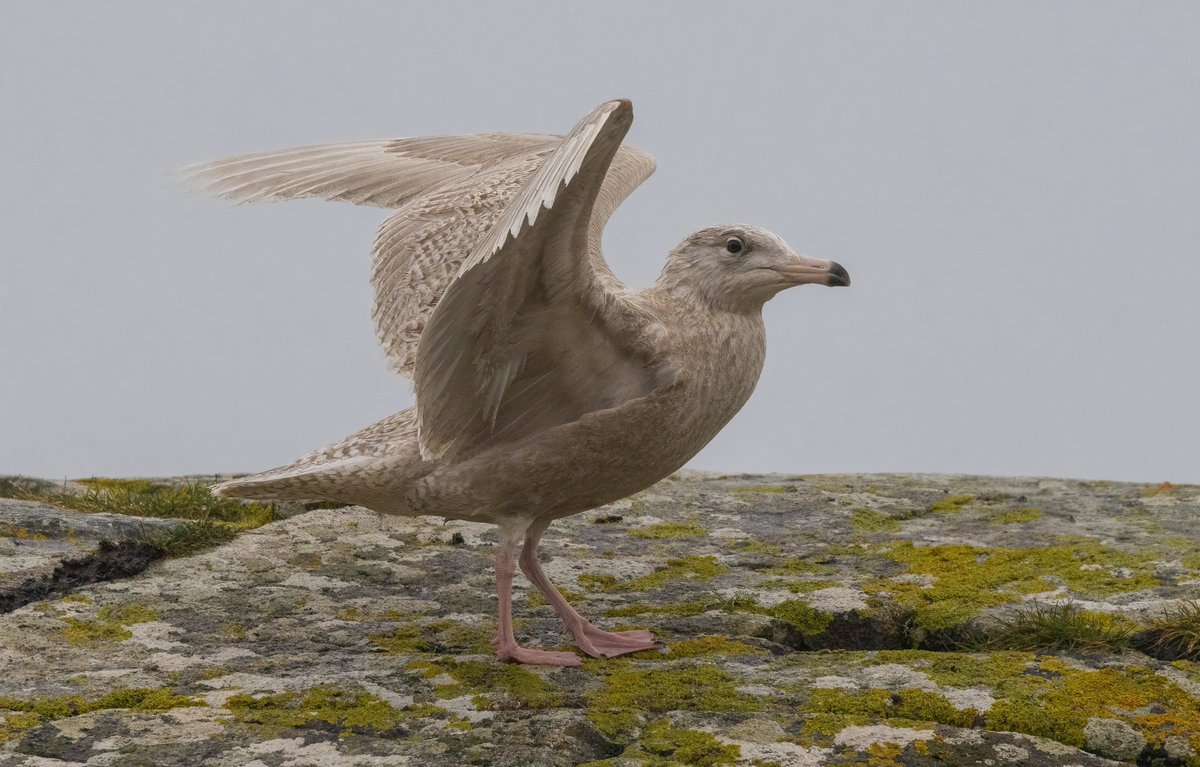 Ashley Howe tweet media