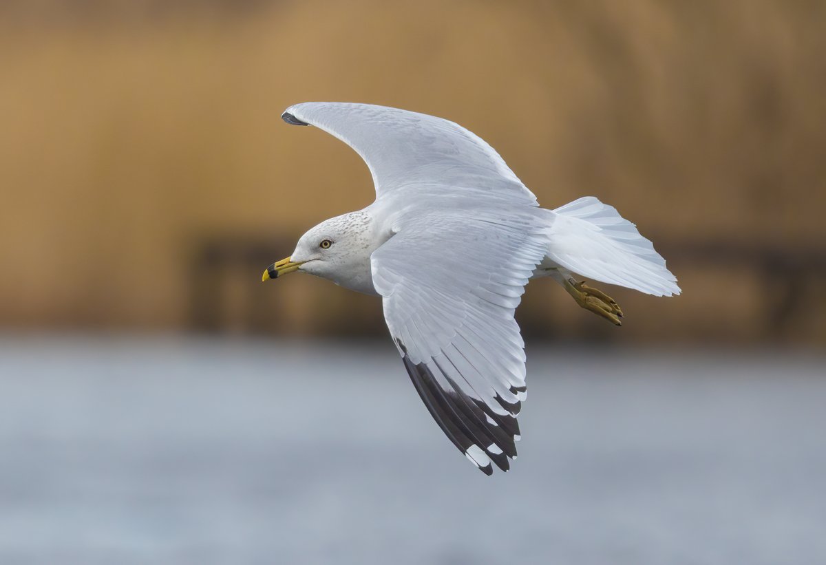 Ashley Howe tweet media