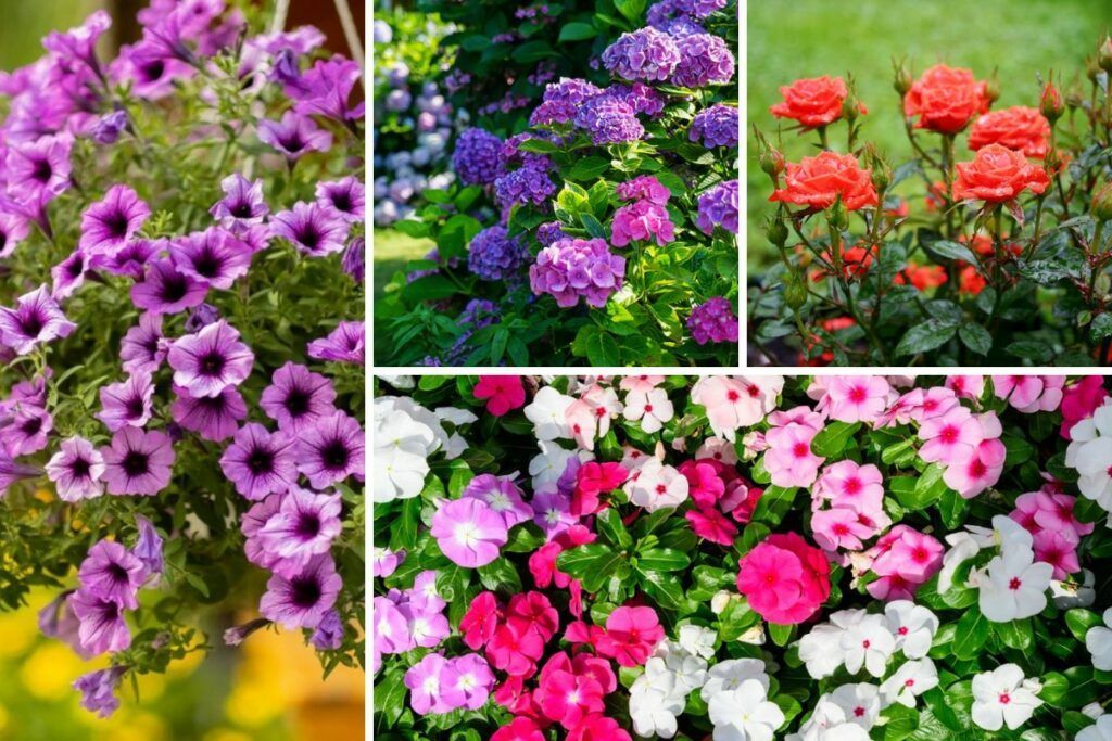 15 Flowering Plants That Will Rebloom All Season 
gardenloversclub.com/garden-blooms/…