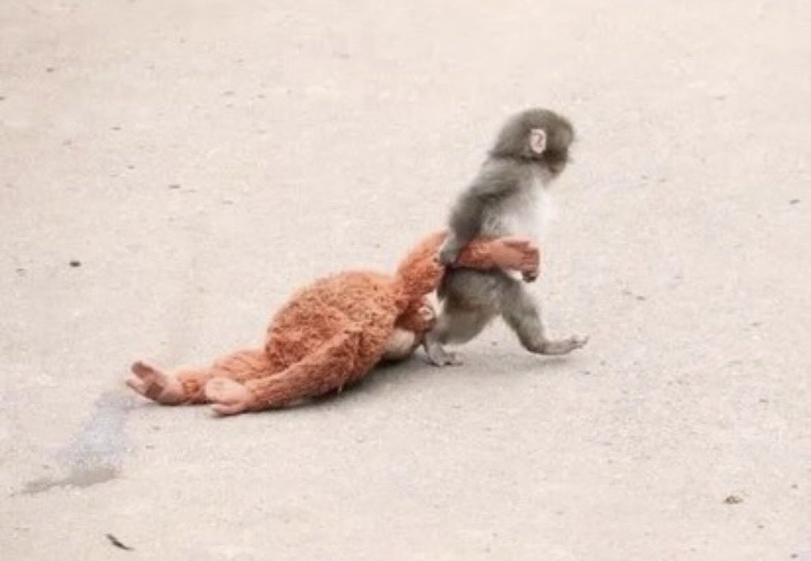 Carnegie Learning tweet media