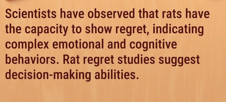 Found this little factoid in a game I have been playing &amp; I looked up the study. It's pretty interesting but all I keep thinking about is seeing a rat looking disappointed at some food it passed up because it didn't know how long they would have to wait for it..😭