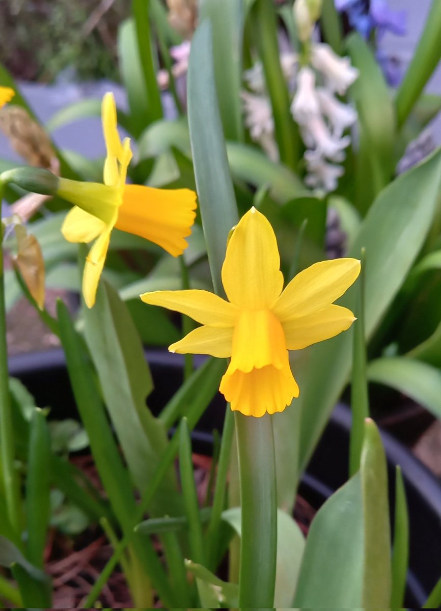 Finally some sunshine here in Exeter and Spring is on its way 🎉 <a href="/GardensHour/">GardensHour</a> #GardensHour #Gardens