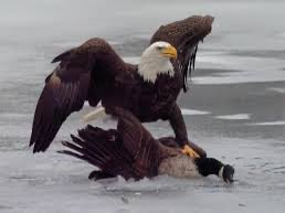 BOB PELLECCHIA tweet media