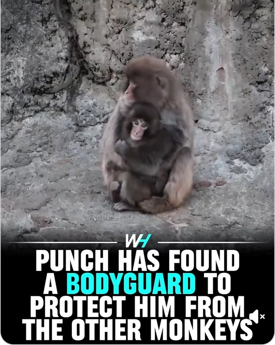 Matt Links 🦦🌻🌻🦦 🟦 tweet media