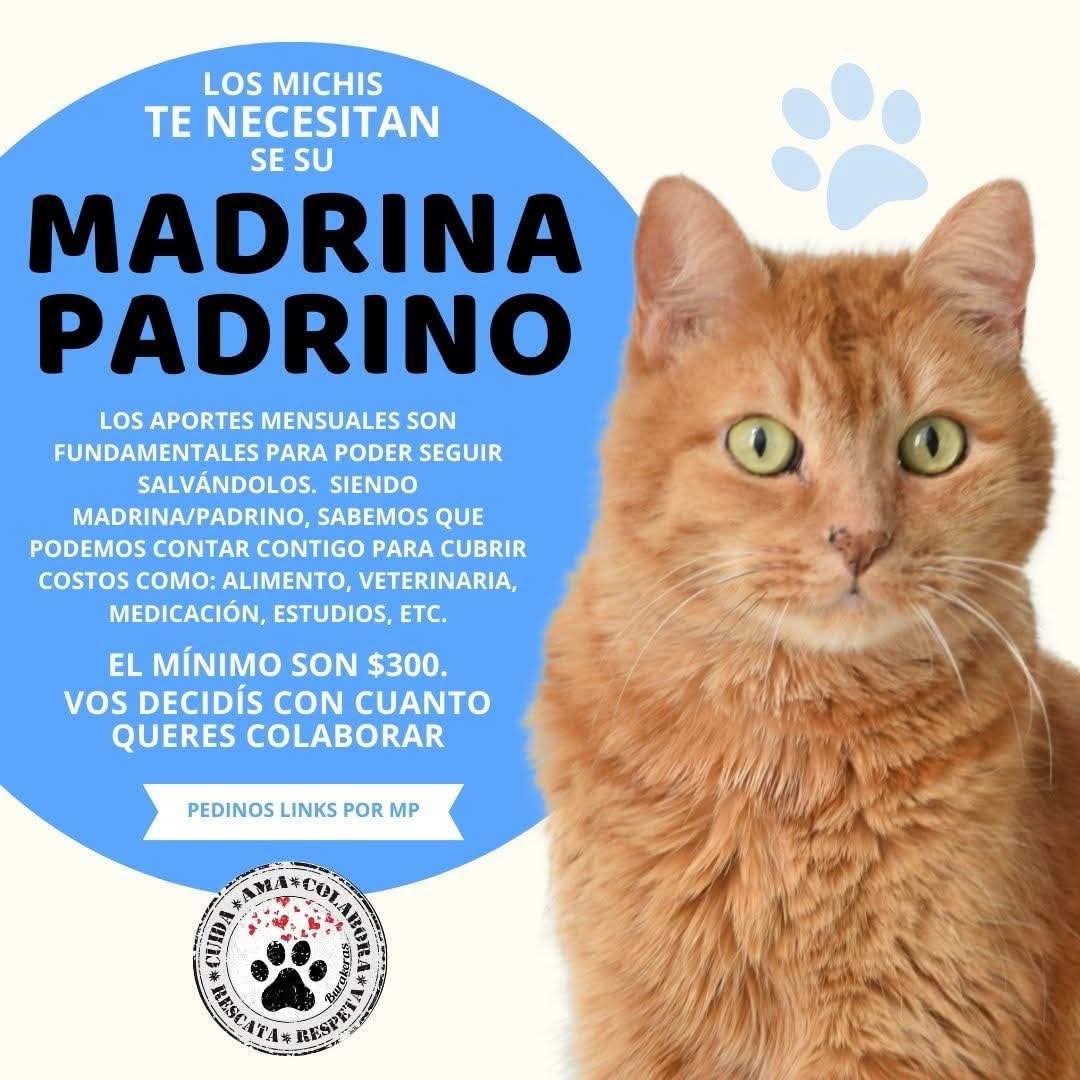 Burakeras Asistencia Gatuna tweet media