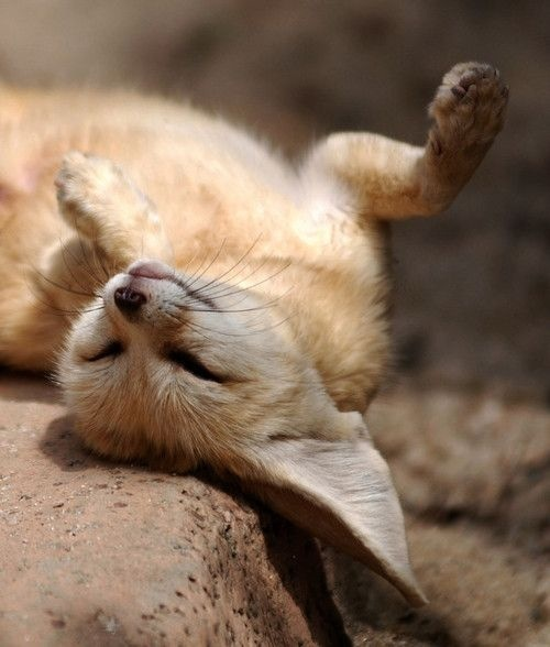 FennecEveryHr's tweet photo. https://t.co/tw2iVchiQb