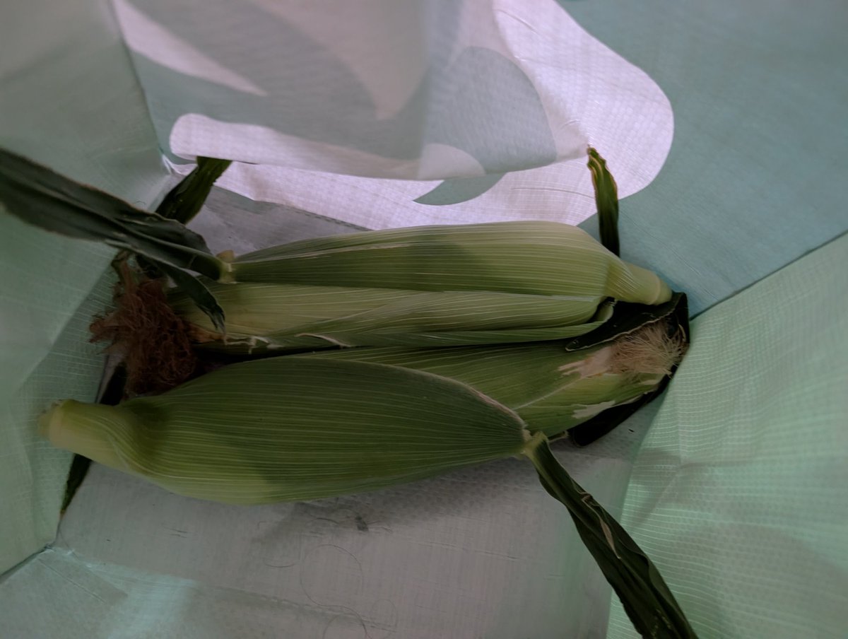 crazythainame's tweet image. Early morning grocery drop off to my number one. Some people say I love you...others show love with food ❤️
Eggs provided by a community member, yum! 
#lovelanguage #cannotgetfresher #pickedtoday