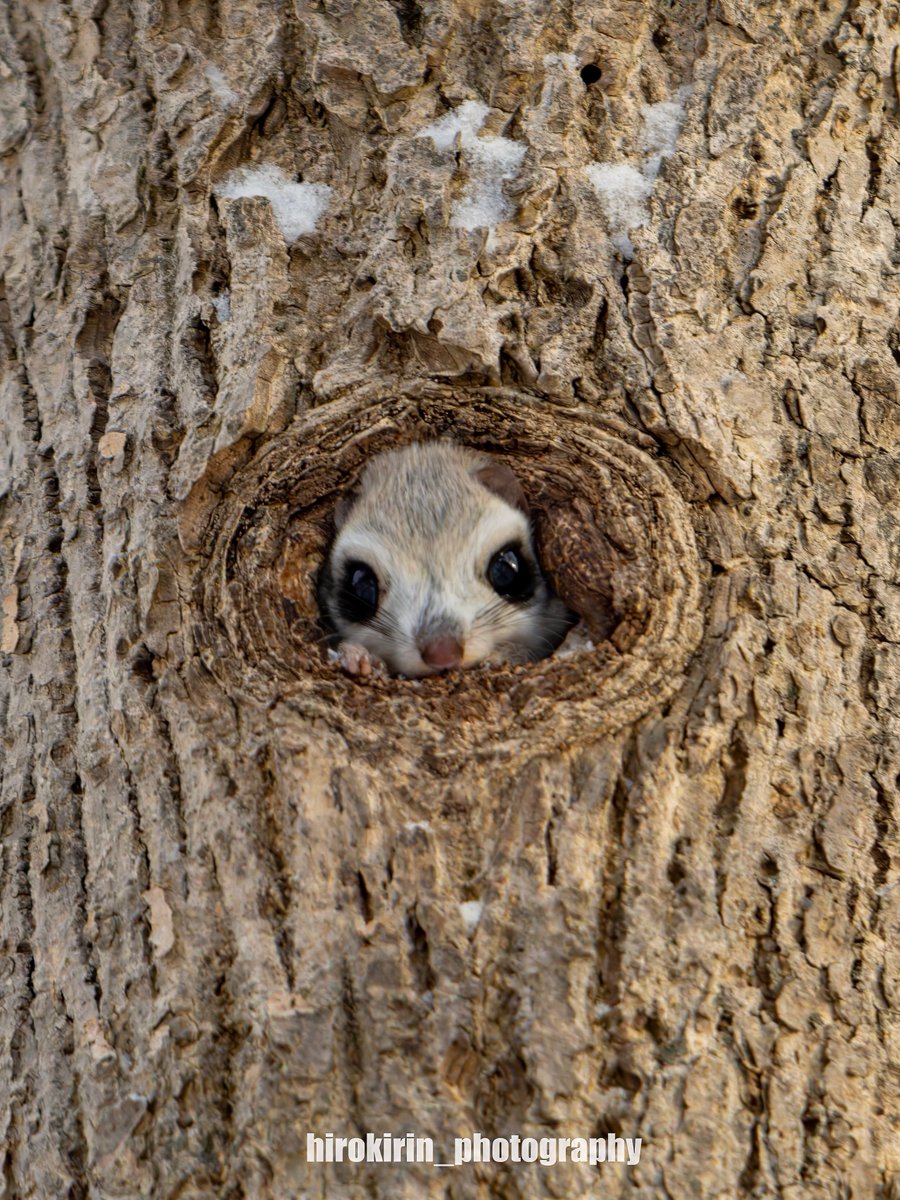 フ ラ ン @読書/写真/生態 (@camera1115) / Posts / X