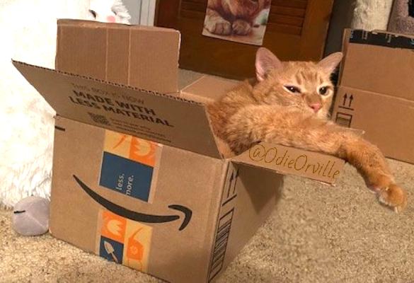 THE Odie Bob Orville 😺 tweet media