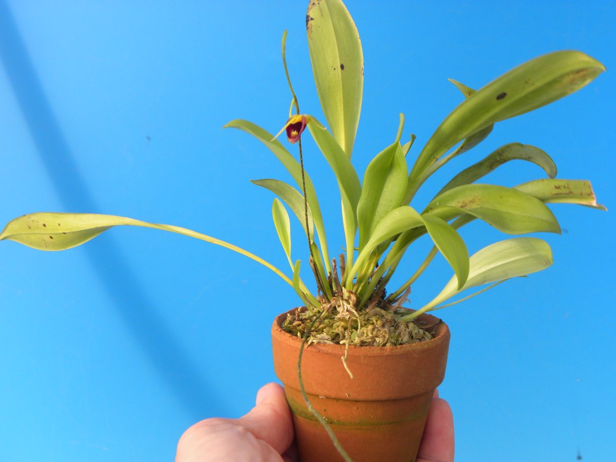 百花良蘭 (@HTorchidN) / Posts / X