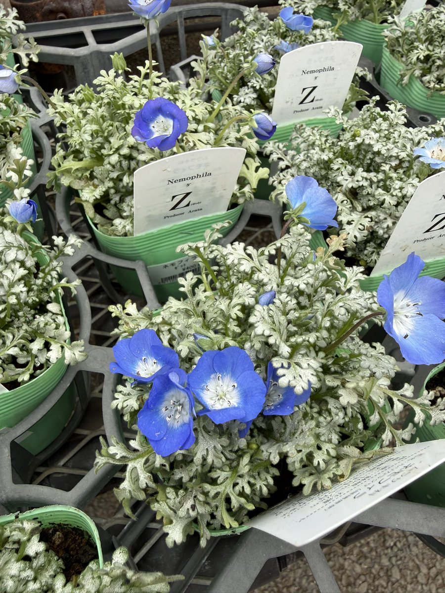 ネモフィラ】 アラタ花園さんのネモフィラZシリーズ✨ 綺麗なシルバー