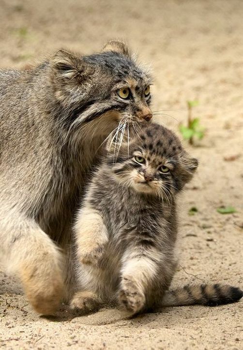 vivaneil (@vivaneil1234) on Twitter photo 