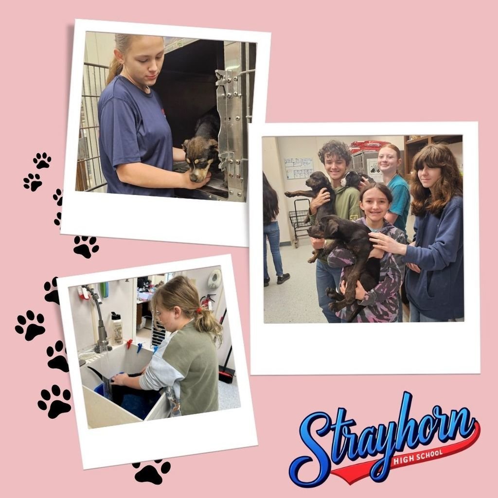 StrayhornHighSchool tweet media