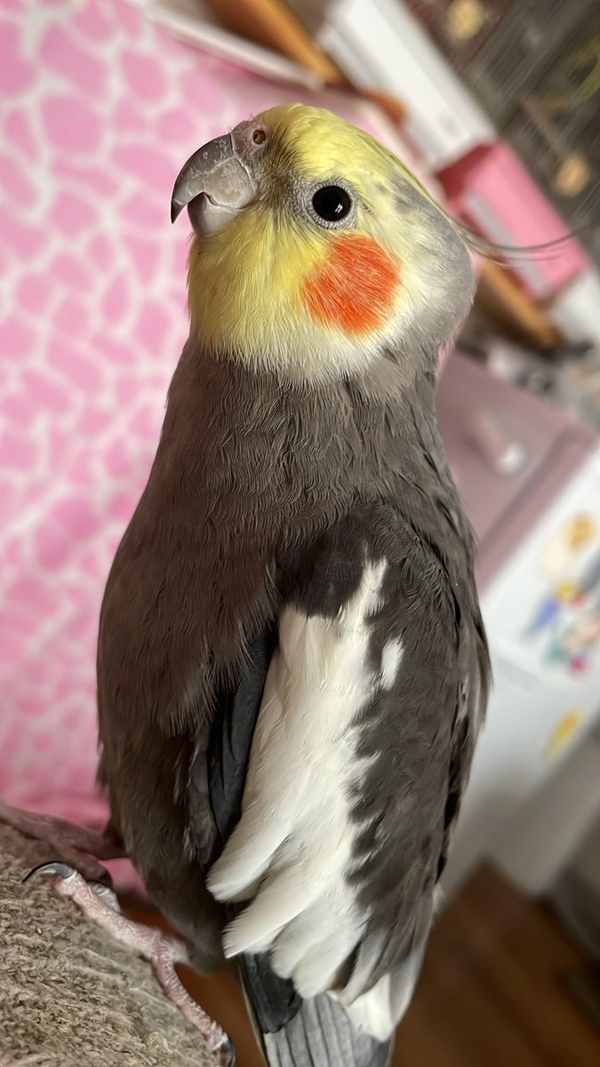 いんこらぶ(あ~ちゃん)🐥🫶💕︎︎ (@azazokame326) / Posts / X