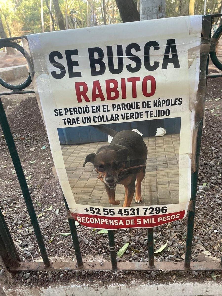 MascotasSismo's tweet photo. #Extraviado Rabito, perro mestizo, color café oscuro o negro con patas color café rojizo y mancha blanca en hocico. Complexión robusta. Se perdió en el parque de la col. Nápoles, CDMX, porta collar verde tejido. Cartel visto en febrero, 2026. https://t.co/oFnlHMWBBQ