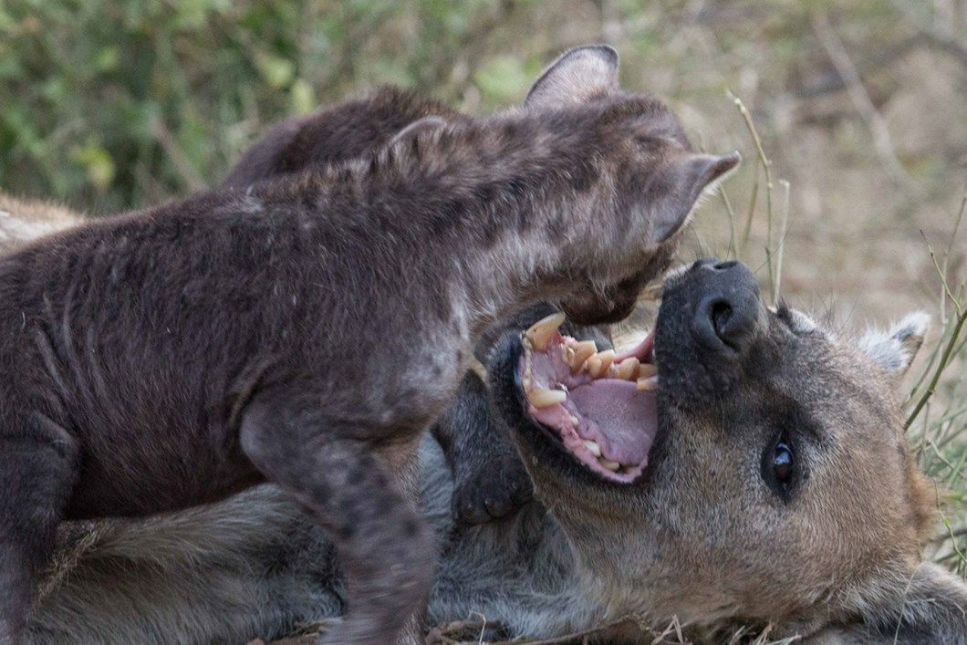 [🔗](api.tinyfox.dev/hourly/Yeens/p…)