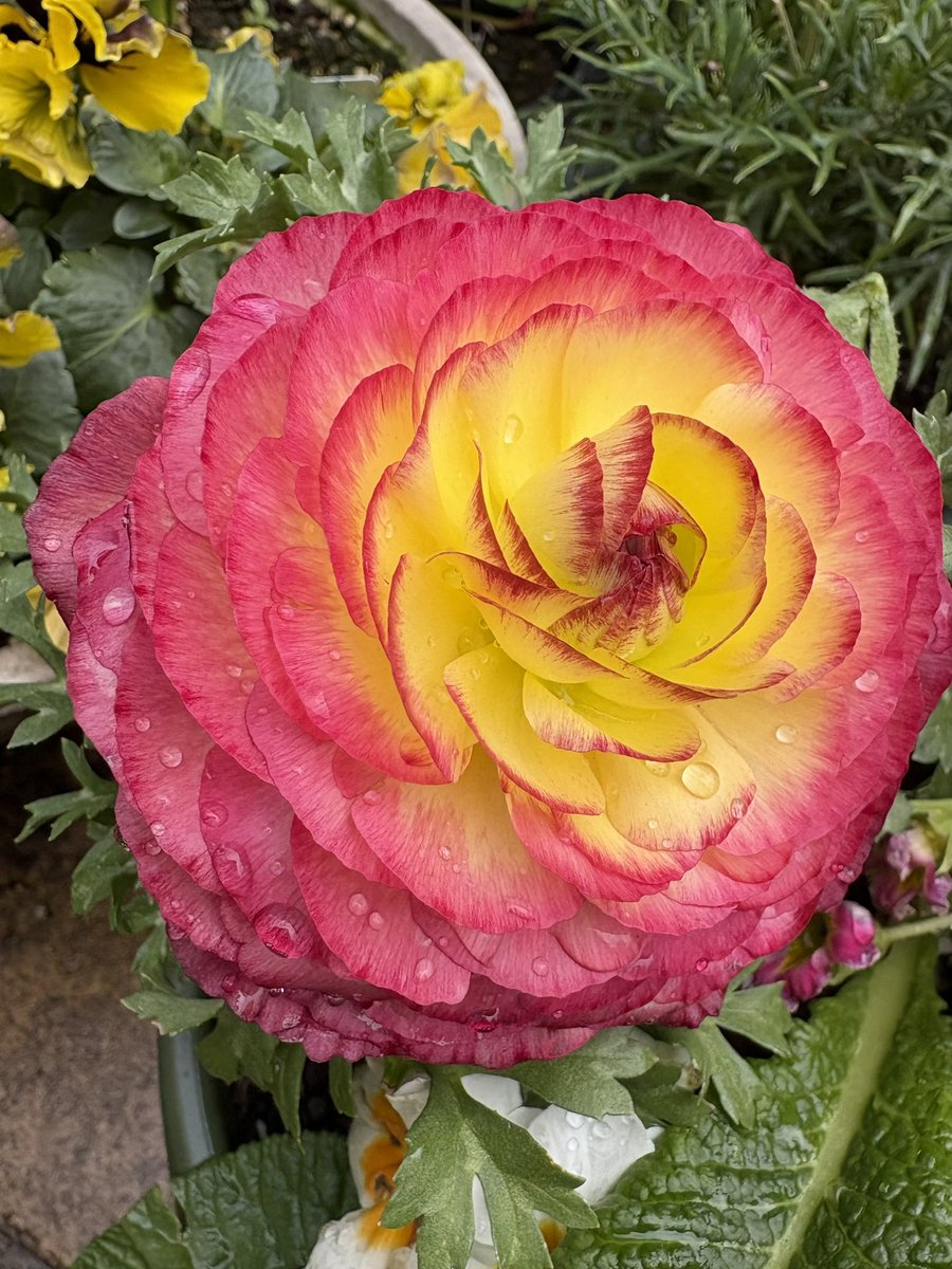 cKrLo8JRjJ62977's tweet image. おはようございます☁️

曇り空の朝😃日差しはなくても暖かいです🍃✨明日からはお天気が崩れそう☔️
春が近いと雨の日も多くなりますね🌸

今週も宜しくお願いします🌼✨

📷は‥メダカさん🐟🫧🌿

ラナンキュラス🧡パージー💜シクラメン🌸です🤗✨

皆さま、素敵な一日を🌷