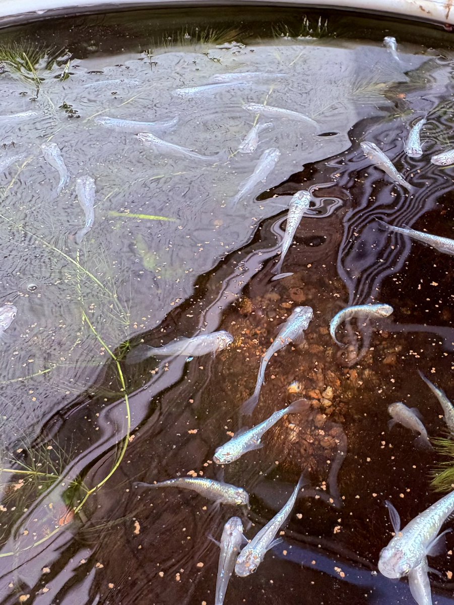 cKrLo8JRjJ62977's tweet image. おはようございます☁️

曇り空の朝😃日差しはなくても暖かいです🍃✨明日からはお天気が崩れそう☔️
春が近いと雨の日も多くなりますね🌸

今週も宜しくお願いします🌼✨

📷は‥メダカさん🐟🫧🌿

ラナンキュラス🧡パージー💜シクラメン🌸です🤗✨

皆さま、素敵な一日を🌷