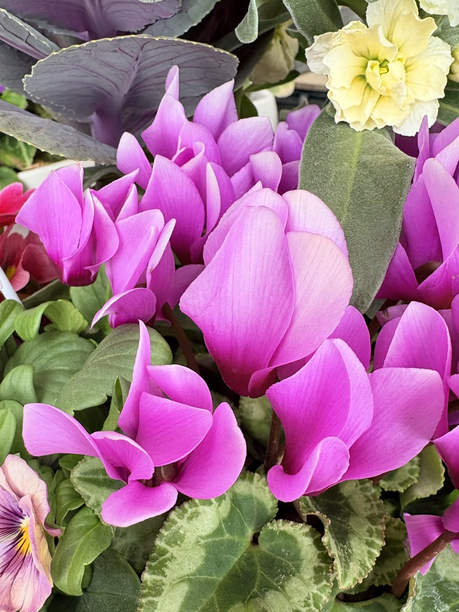 cKrLo8JRjJ62977's tweet image. おはようございます☁️

曇り空の朝😃日差しはなくても暖かいです🍃✨明日からはお天気が崩れそう☔️
春が近いと雨の日も多くなりますね🌸

今週も宜しくお願いします🌼✨

📷は‥メダカさん🐟🫧🌿

ラナンキュラス🧡パージー💜シクラメン🌸です🤗✨

皆さま、素敵な一日を🌷