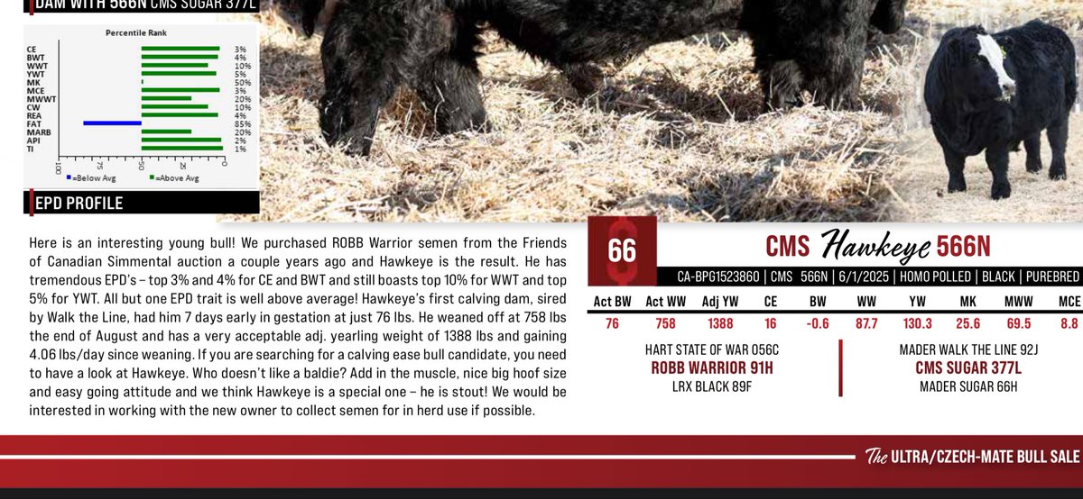 What started as a Twitter acquaintance, then turned into a really good friendship and now we are buying bulls together. Excited about this high selling Czech-Mate bull that me and <a href="/frankld79/">Darcy Frankl</a> purchased today. 
#Simmental
#CurveBender
