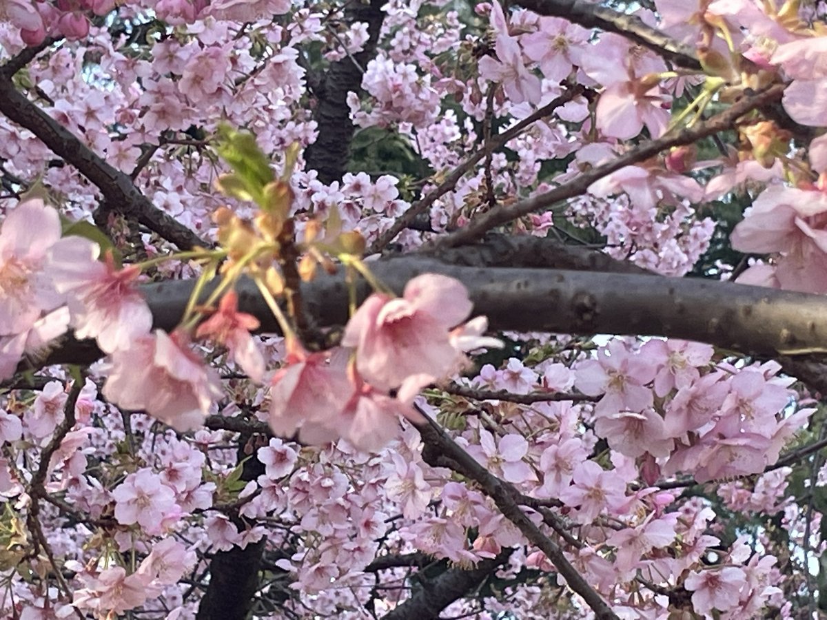 naomichant's tweet photo. めちゃ満開🌸 https://t.co/YYPJmKpJP9