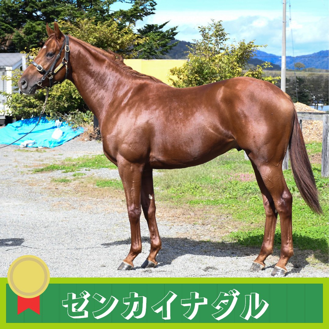 morimotostable2's tweet photo. 🏇勝利馬情報🏇
■レース日
2026年2月22日 (日)
■レース名
3歳新馬
■出走馬
ゼンカイナダル

#馬 #牧場 #競走馬 #競馬 #コンサイナー #育成馬 #生産馬 #馬主 #サラブレッド #浦河郡 #北海道 #森本スティーブル  #乗馬 #ゼンカイナダル号 #horse #horseracing #ZenkaiNadal https://t.co/4FRN9mA7na