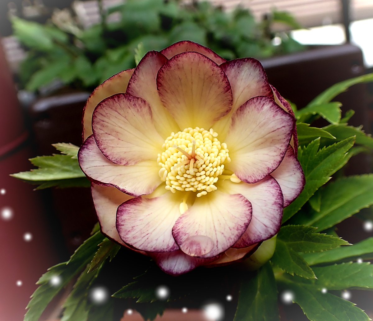 小輪系の可愛い子が咲いた☺️✨ クリスマスローズ 🌱Christmas rose🌱