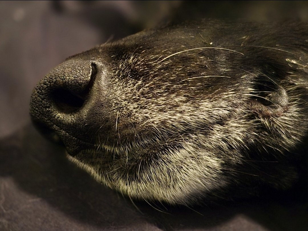 tracyarmstrong tweet media