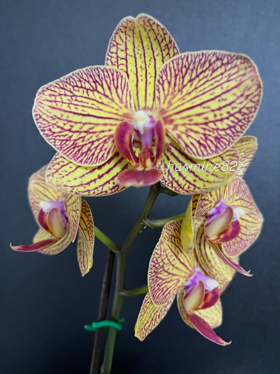 jasmine_balloon's tweet photo. Phalaenopsis Silk Orange
#TLを花でいっぱいにしよう https://t.co/olbP3JSVq1
