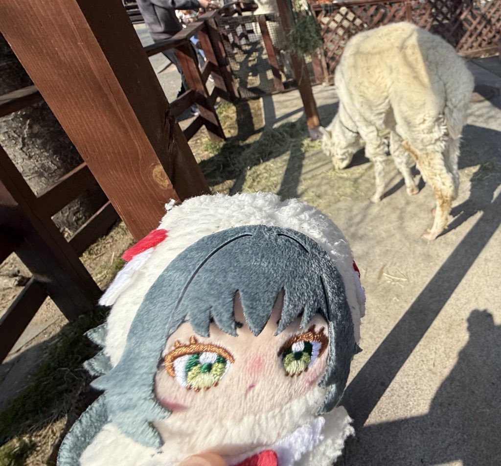😍（真のアイドルは動物すらも魅了しますね） アルパカ（大事そうに