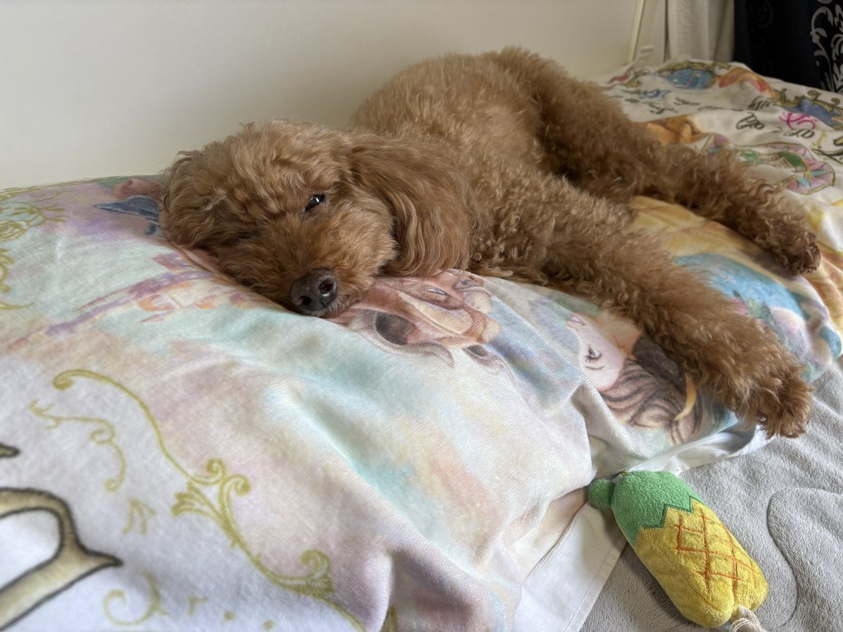 ぷりん🐶ちゃいろいいぬ (@meikenpurin1019) / Posts / X