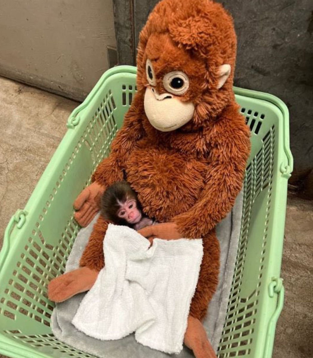 Fotografías de Punch cuando era un bebé junto a su peluche de orangután.