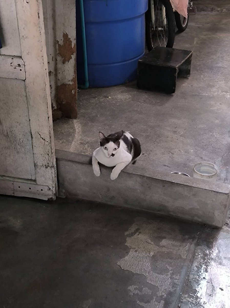 POV แมวหลังบ้านฉัน