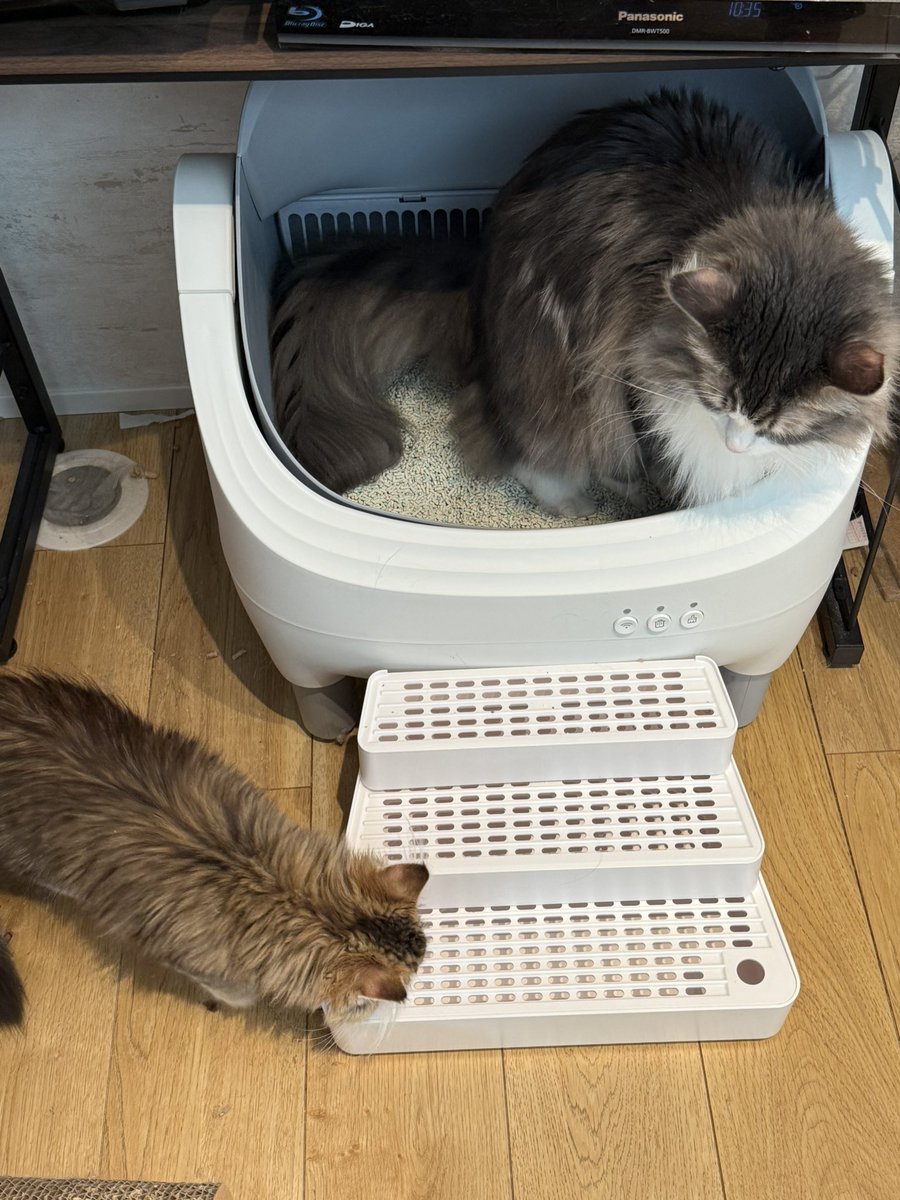 トイレを新調したら早速ベギラマが使ってくれる
お前ほんまかしこいな…（親バカ）