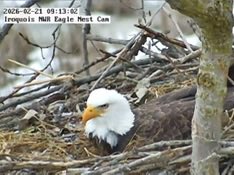 We believe the bald eagle pair our nest camera is trained on at Iroquois NWR  had a second egg about 5 p.m. If all goes well, they will take 35 days or so to hatch. If you want to watch the nest camera, there’s a link to it at FINWR.org.