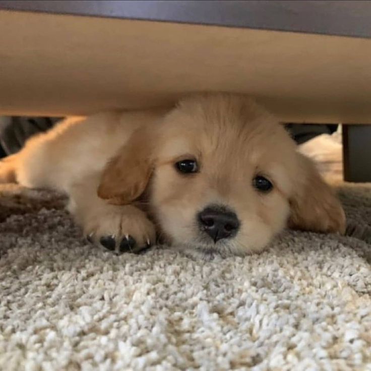 Doglover tweet media