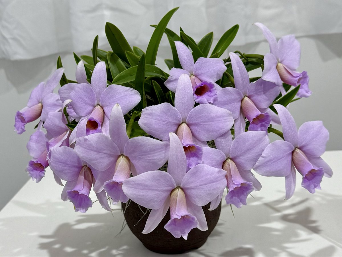 □ 世界らん展2026‐花と緑の祭典‐で優秀賞(First Award) を受賞した