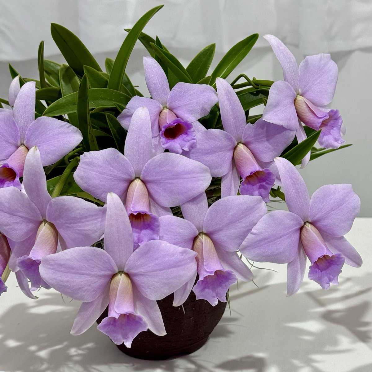 □ 世界らん展2026‐花と緑の祭典‐で優秀賞(First Award) を受賞した