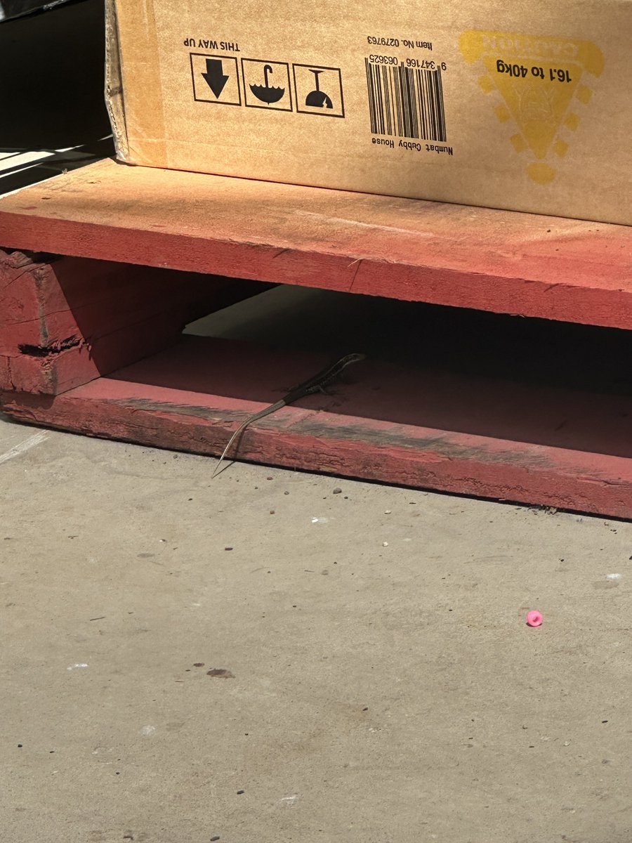 i need everyone to look at these lizards i saw :)