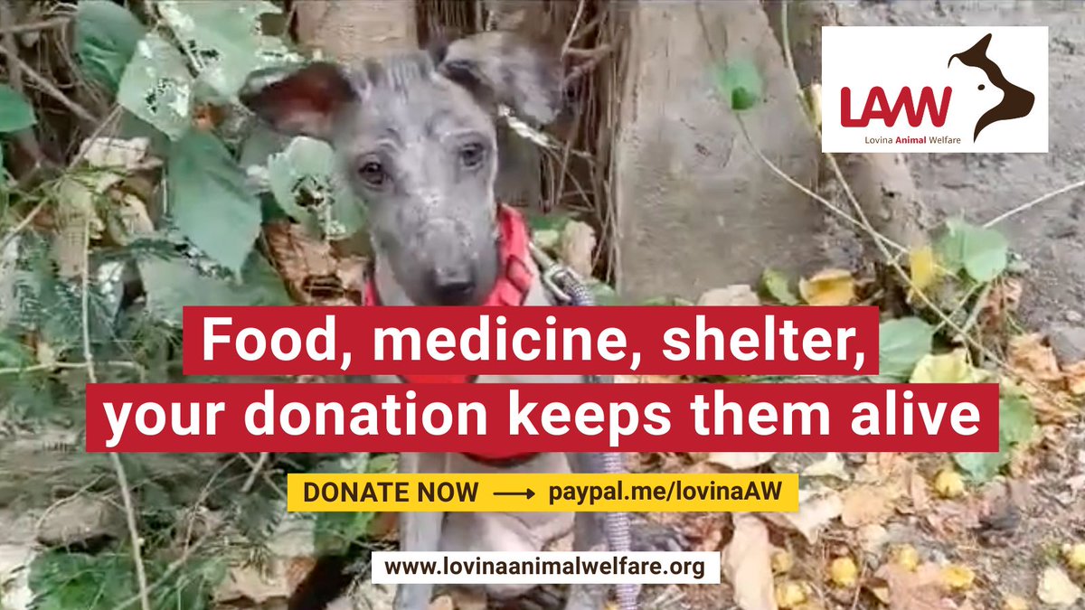 Lovina Animal Welfare tweet media