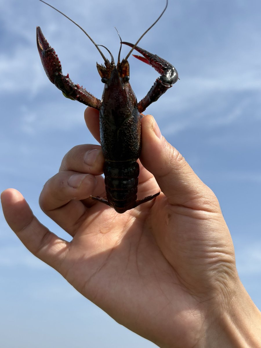 🦞The real crayfish army — we are back!🦀
