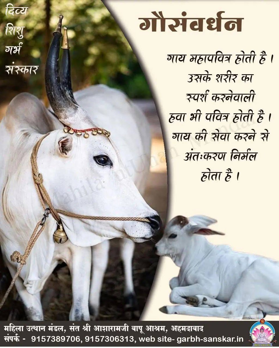 The Gaushala at the Ashram is a living symbol of compassion, culture and sustainability. Sant Shri Asharamji Bapu has tirelessly spread the message: “Serving the cow is serving the nation.”  

Through the Gau Raksha Abhiyan, countless cows have been rescued from slaughterhouses