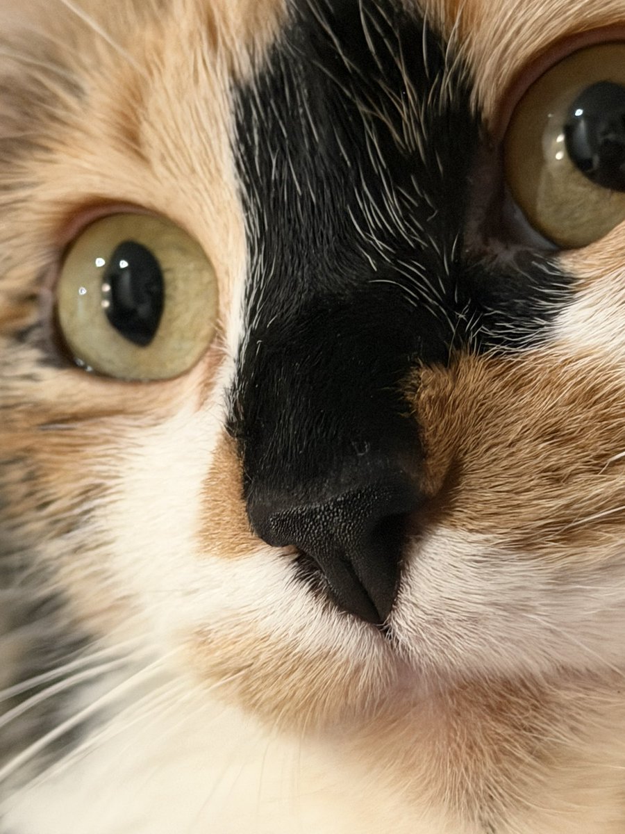 Daman Mills tweet media