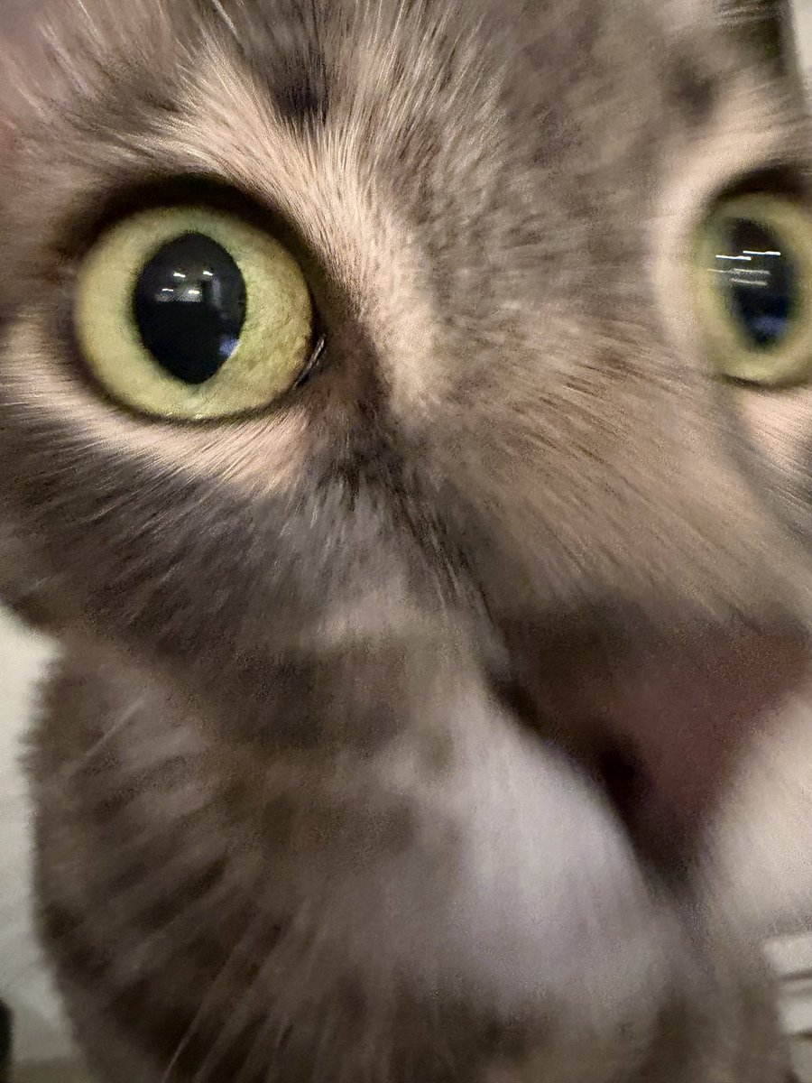 Daman Mills tweet media