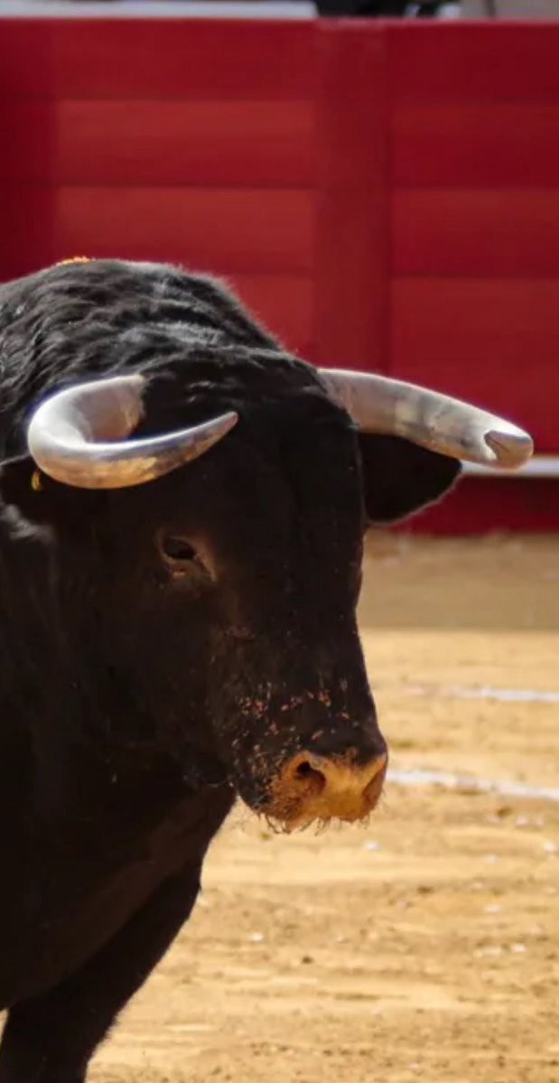 Hay que aplaudir la seria presentación del toro en <a href="/CincoVillasMex/">Cinco Villas</a>  

Pero tengo una duda o es percepción antes creo que salías más astifinos en la casa de Don Luis.

Y lo que si se necesita es las NOVILLADAS Don Luis urge revivir la tauromaquia de la cantera taurina