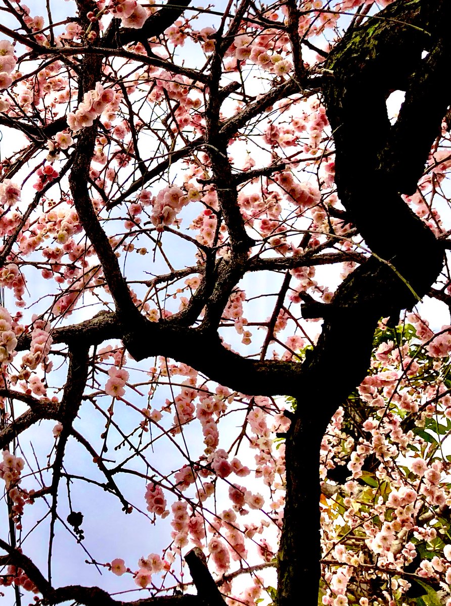 あくび猫 (@z_akubineko) / Posts / X