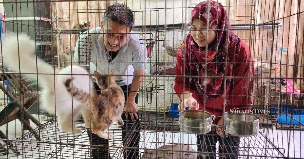 #NSTnation The 43-year-old technician and his wife, Nor Iwani Shahudin, 38, now care for more than 100 cats - many blind, partially sighted or suffering from chronic illnesses - at their home in Bukit Setongkol here.

bit.ly/4ch5Adj