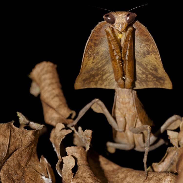 System of a Clown ($0/$50) tweet media